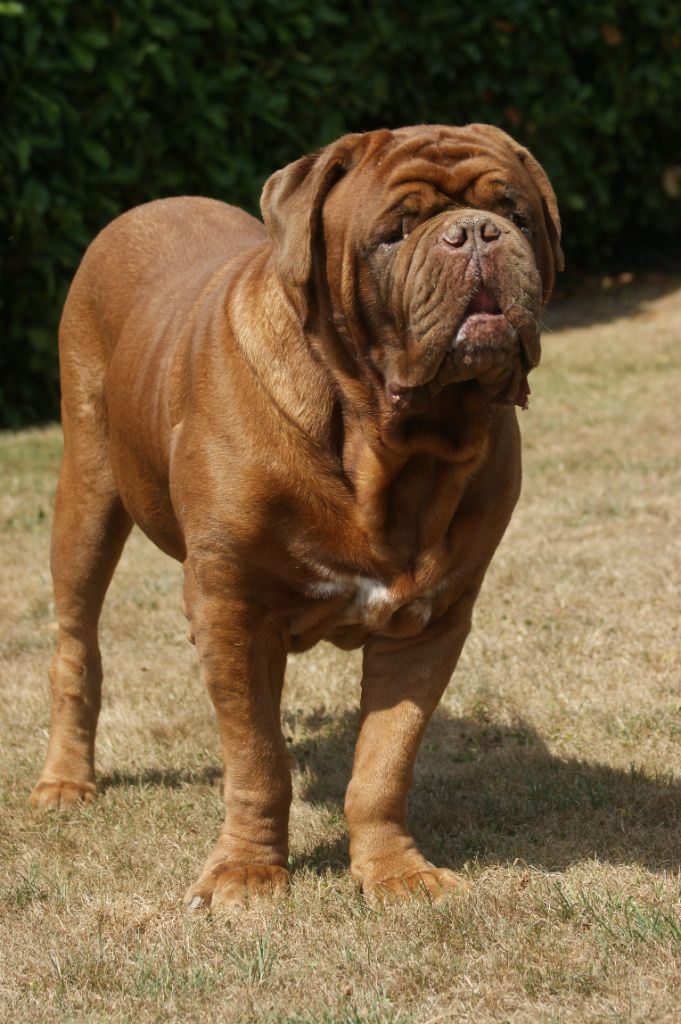 Oscar Du Colroy